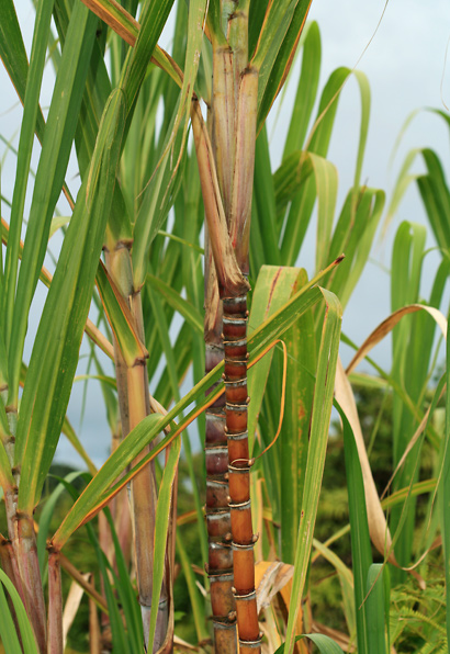 Commodity Outlook – Sugarcane