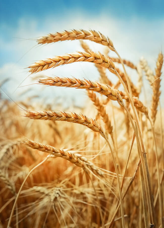 Weekly Wheat Report