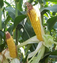Maize Commodity Insights