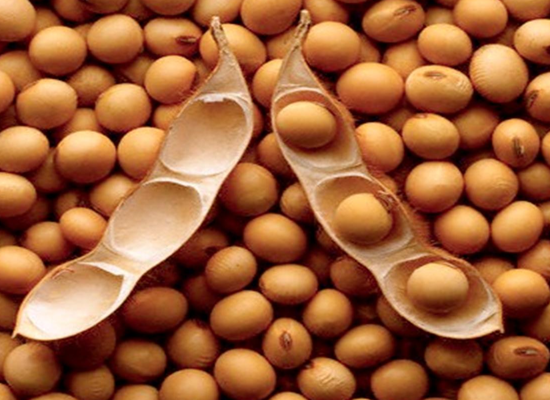 Commodity Outlook – Soybean
