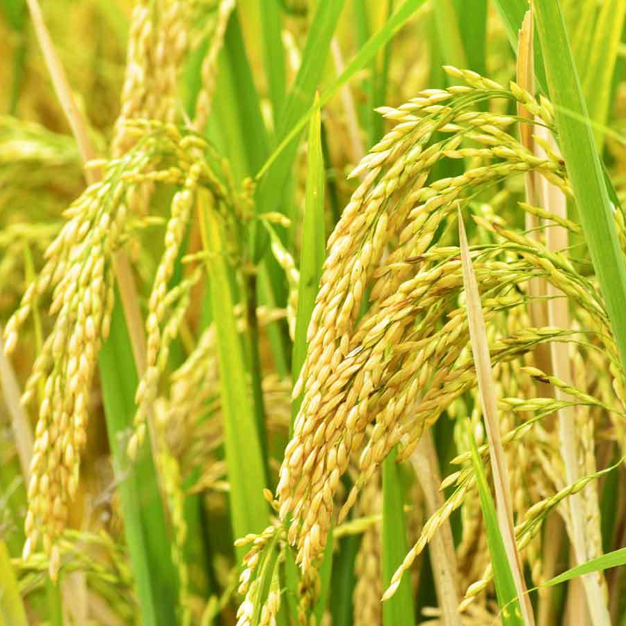 Rice Paddy. Рис сельскохозяйственная культура. Рисовые поля. Рис басмати в Колосе.