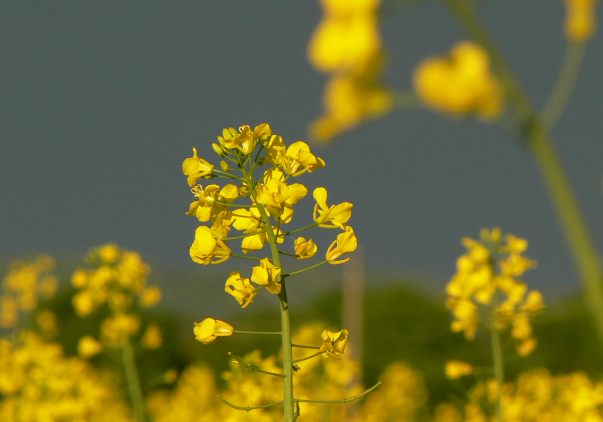 Mustard seed: Rabi harvesting season