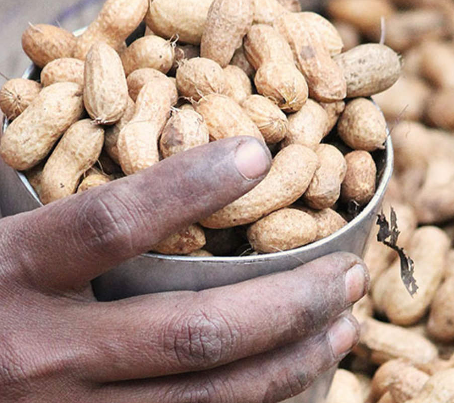 Commodity Outlook – Groundnut