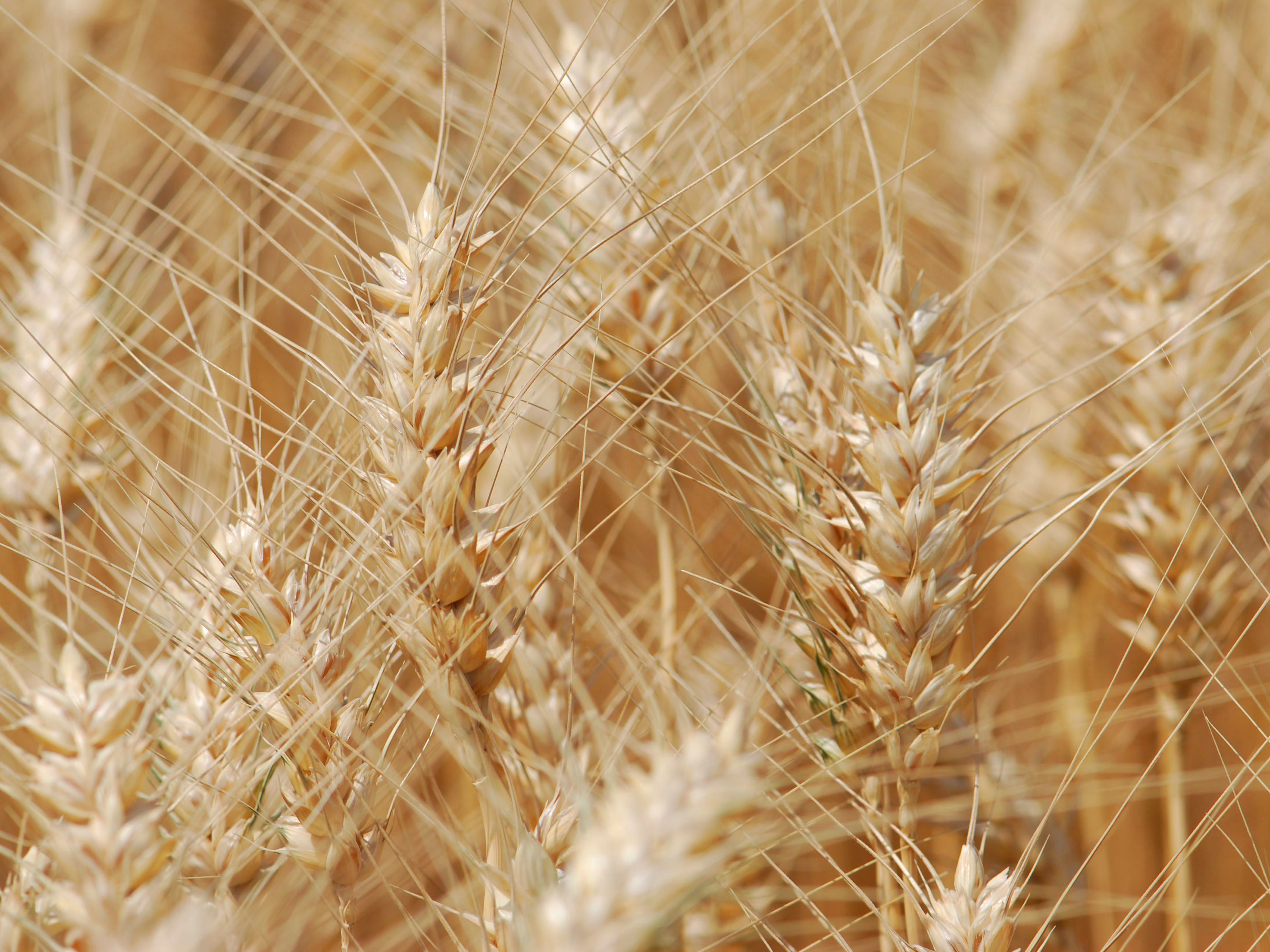 Wheat: Rabi harvesting season