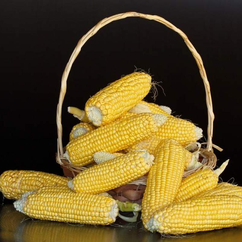 Commodity Outlook – Maize