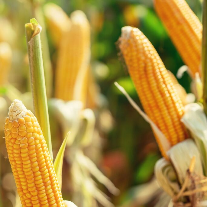 Maize: Rabi harvesting season
