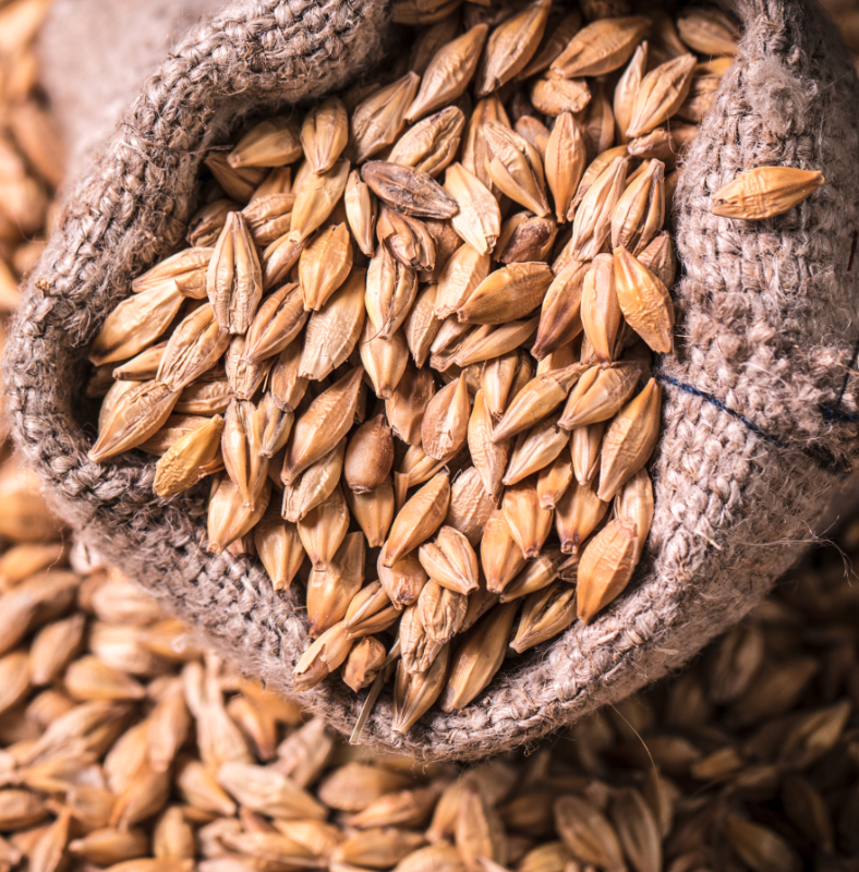 Commodity Outlook – Barley