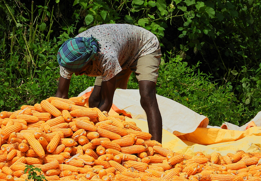 farmers producing  maize: rabi crop 