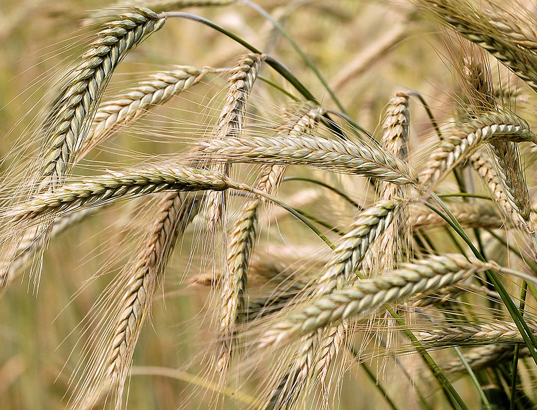 Barley: Rabi harvesting season