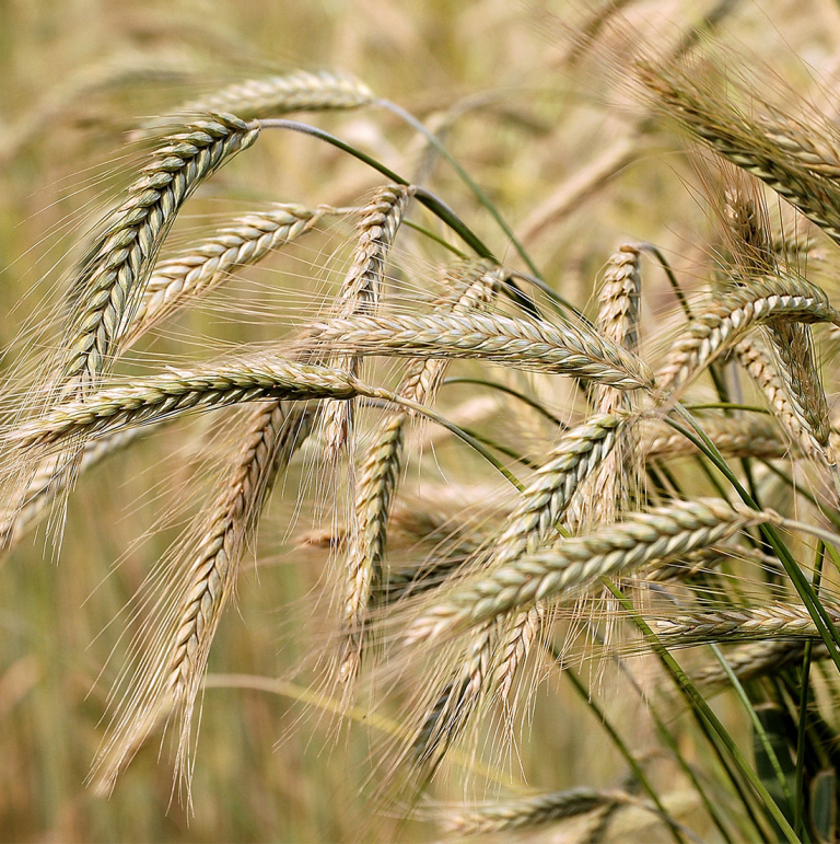 barley-rabi-harvesting-season-agribazaar