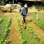 Multilayer Farming: Objectives and Benefits | Agribazaar