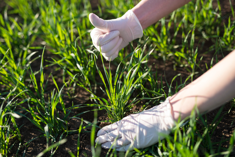 crop and soil quality check