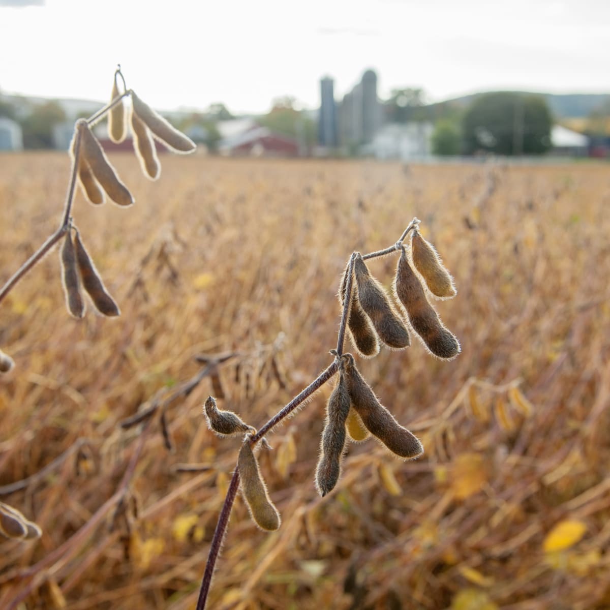 Soybean: Kharif season