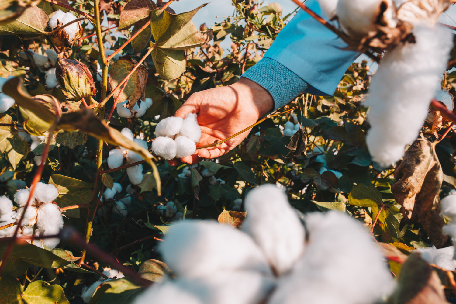 Cotton plant