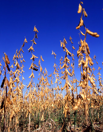 Commodity Outlook – Soybean