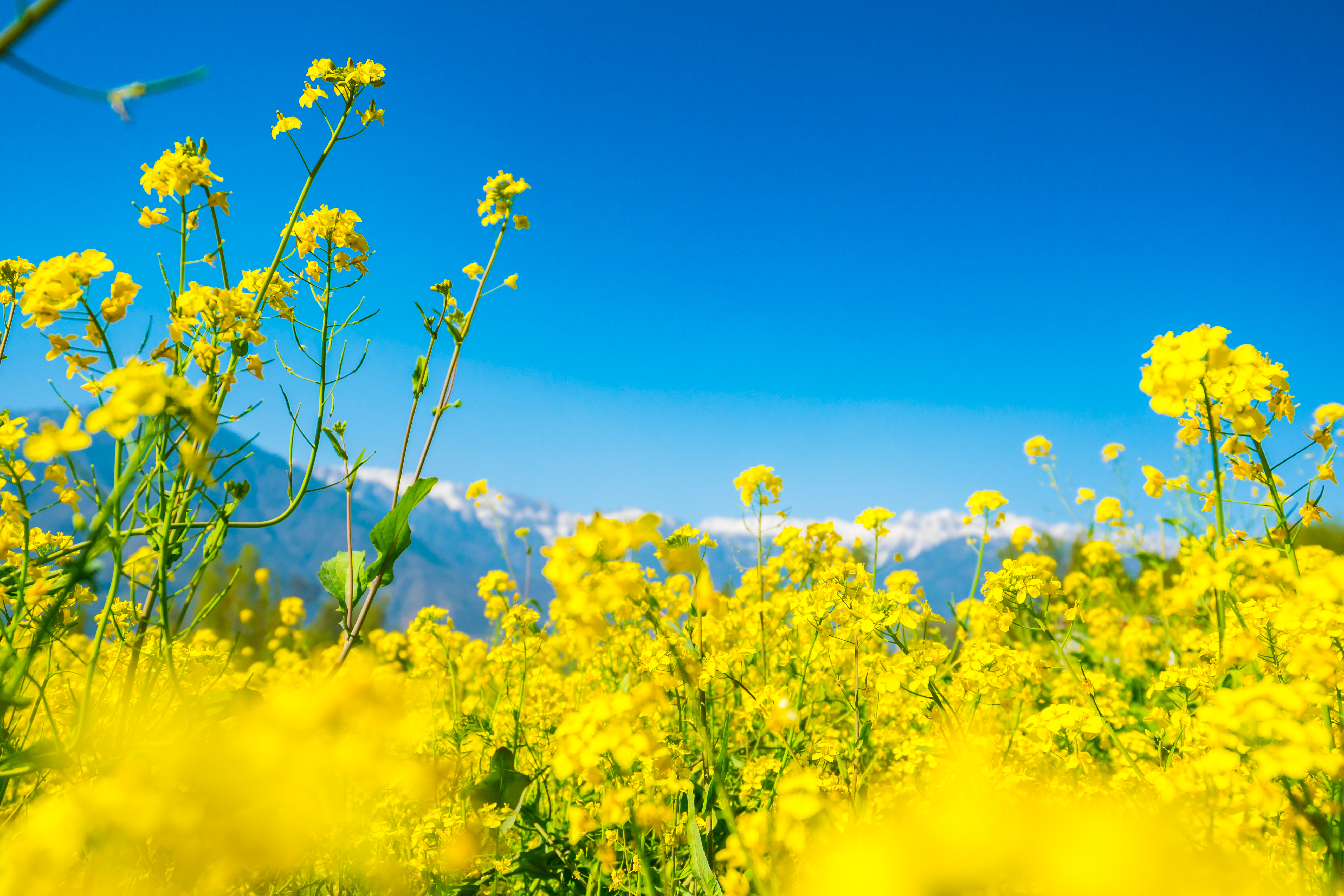 How To Keep Your Mustard Crops Healthy?