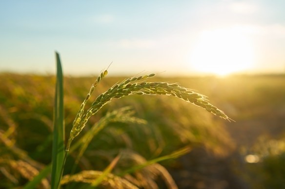 Role & Benefits of Crop Health Monitoring
