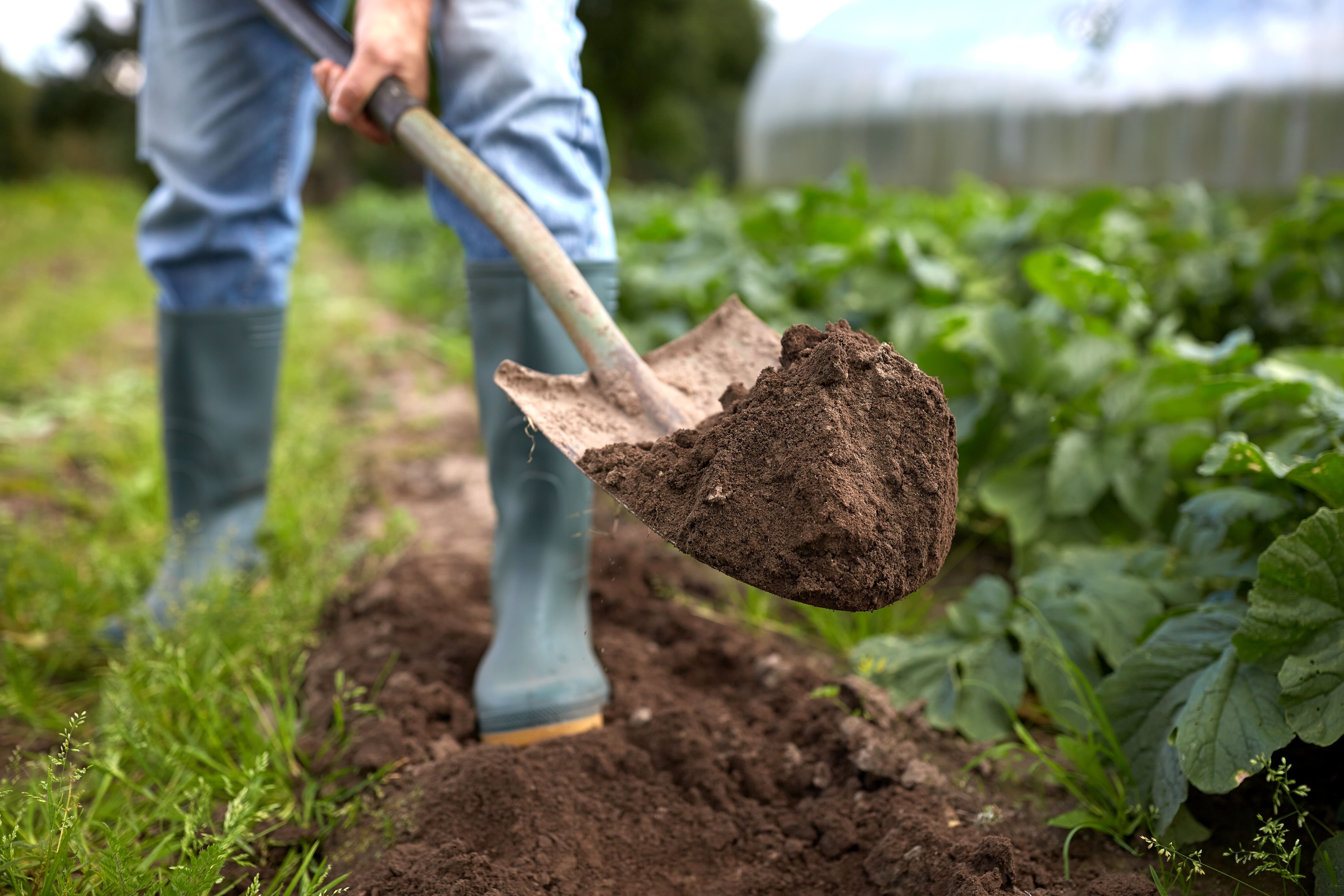 Можно ли перекапывать землю. Лопата в земле. Копать лопатой. Лопата для огорода. Копать огород.
