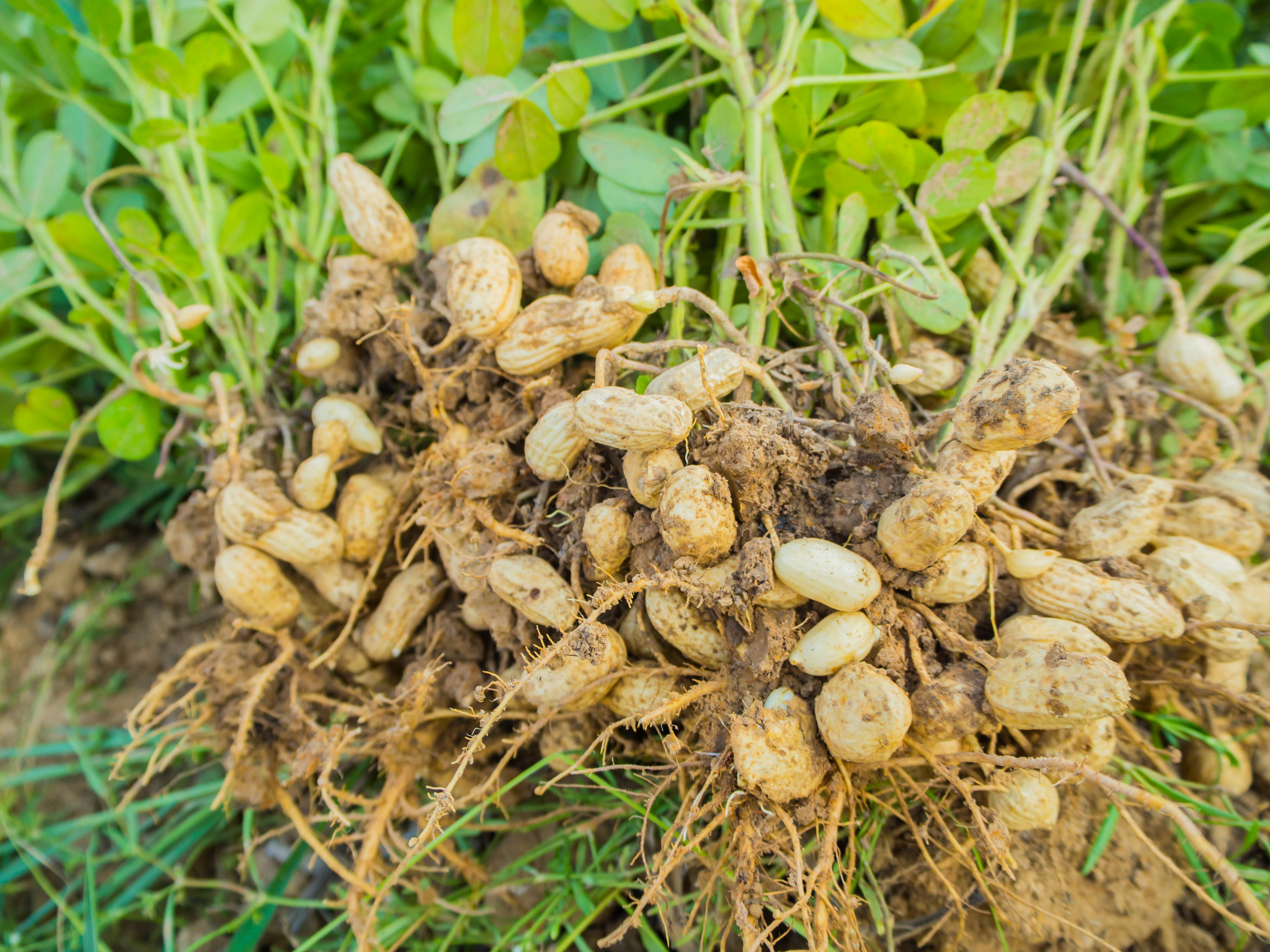 Commodity Insights Groundnut