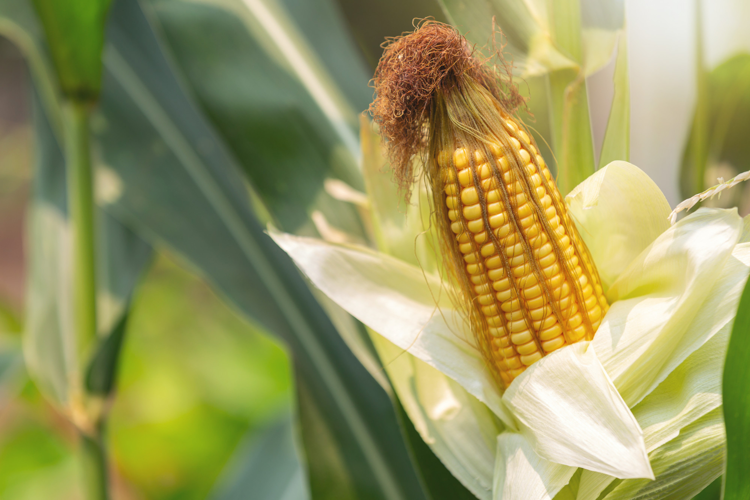maize insights