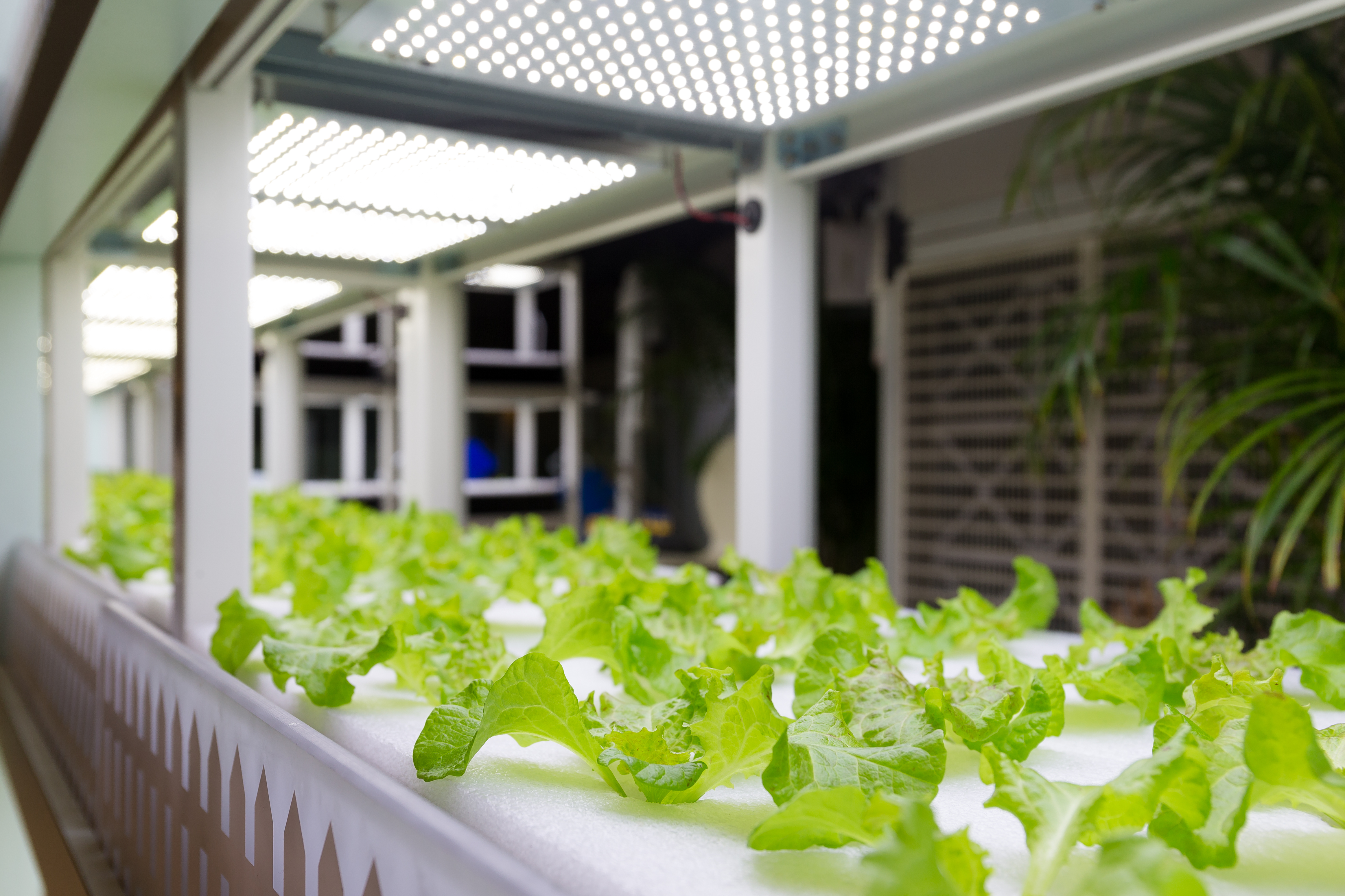 Hydroponics Farming