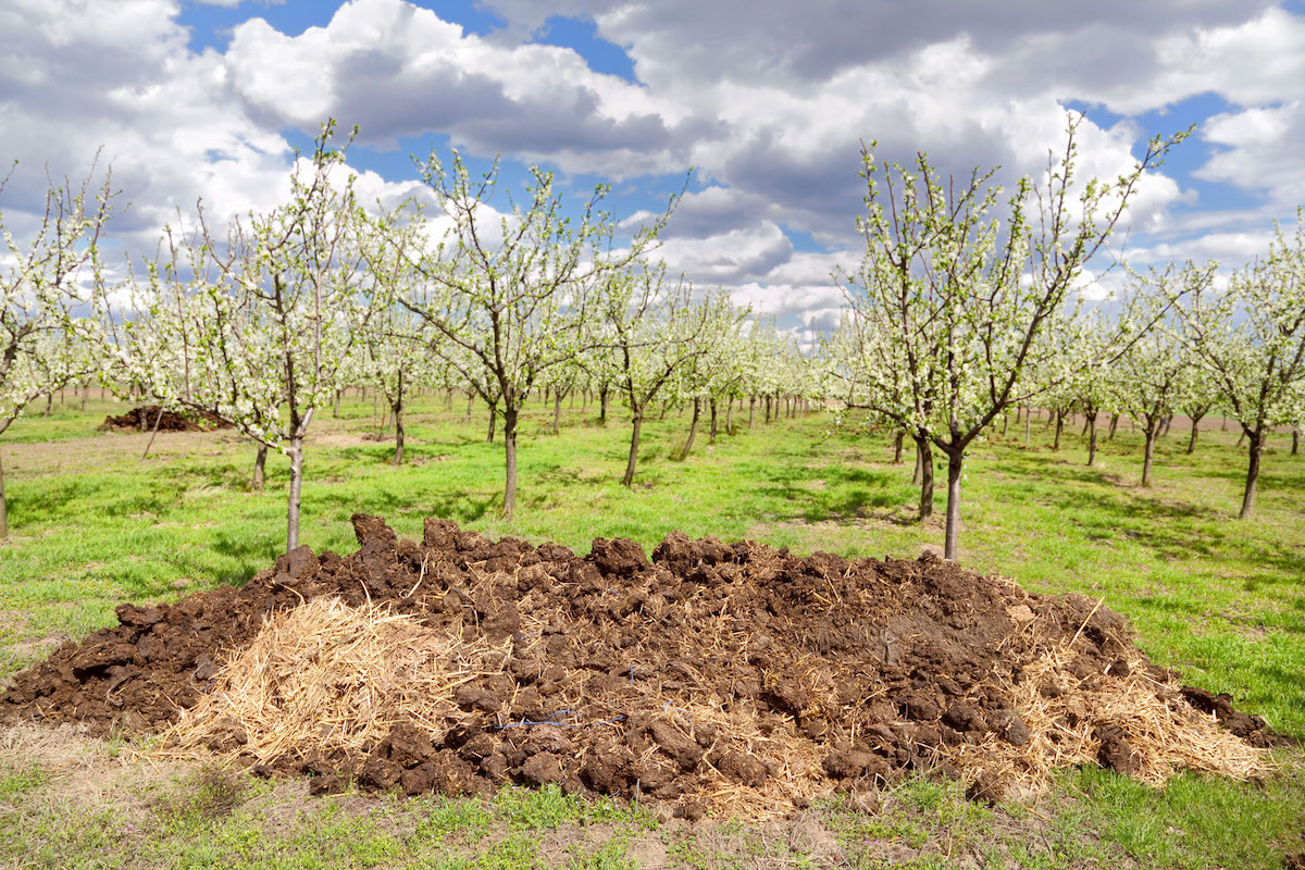 Bio-fertilizer