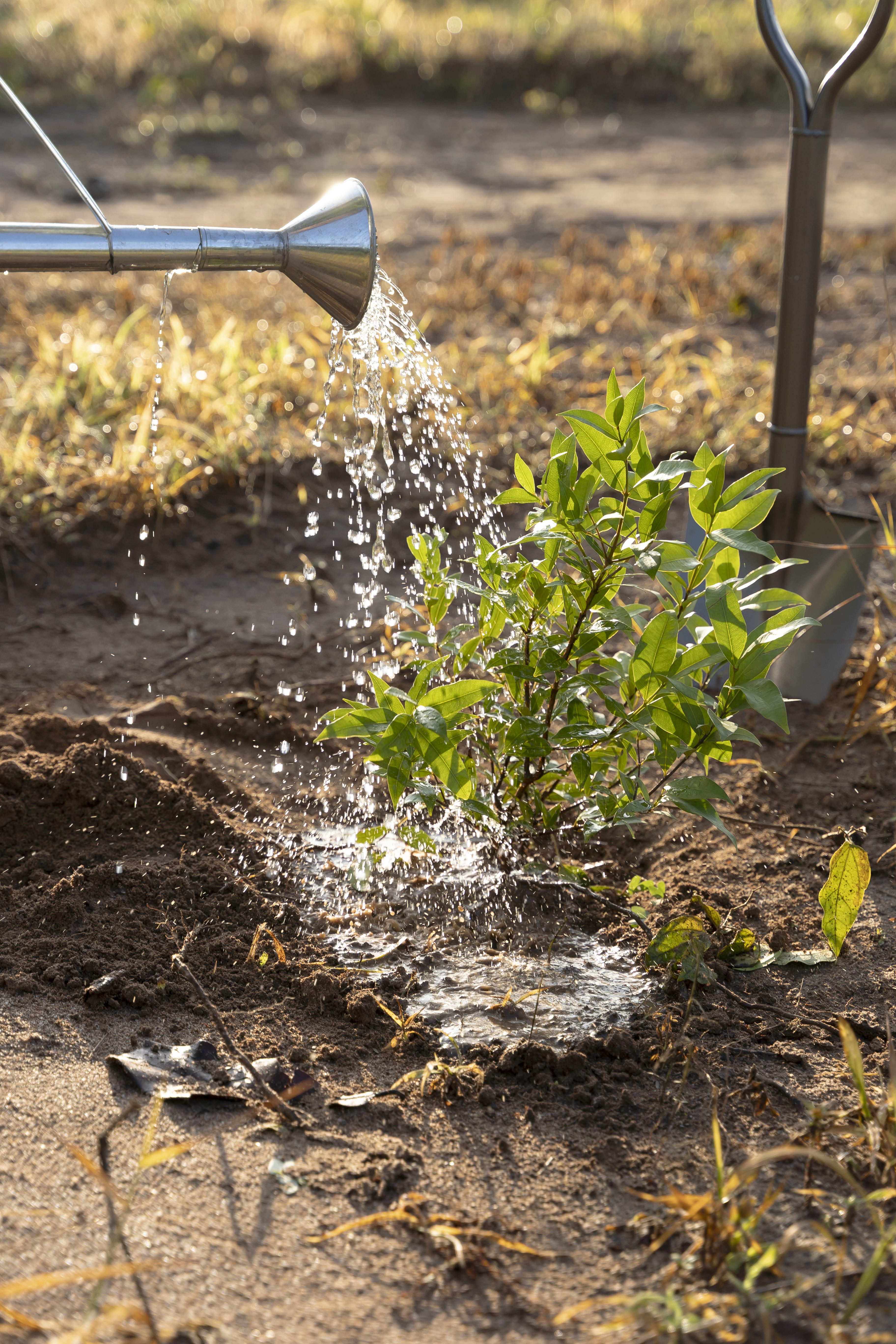 Low-Cost Rainwater Harvesting Ideas for Small Farmers