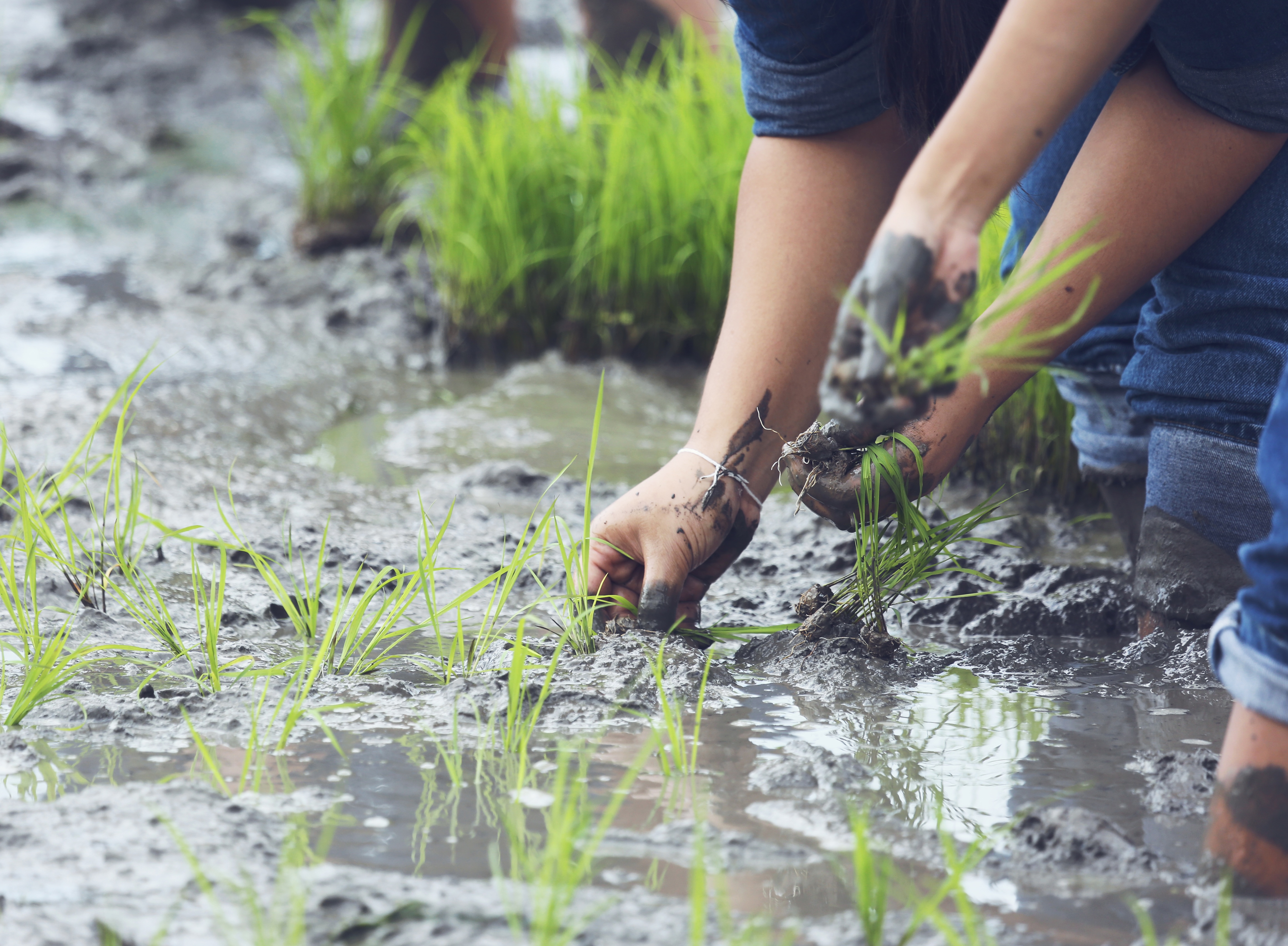 How to protect crops from seasonal rains? Practical tips for farmers