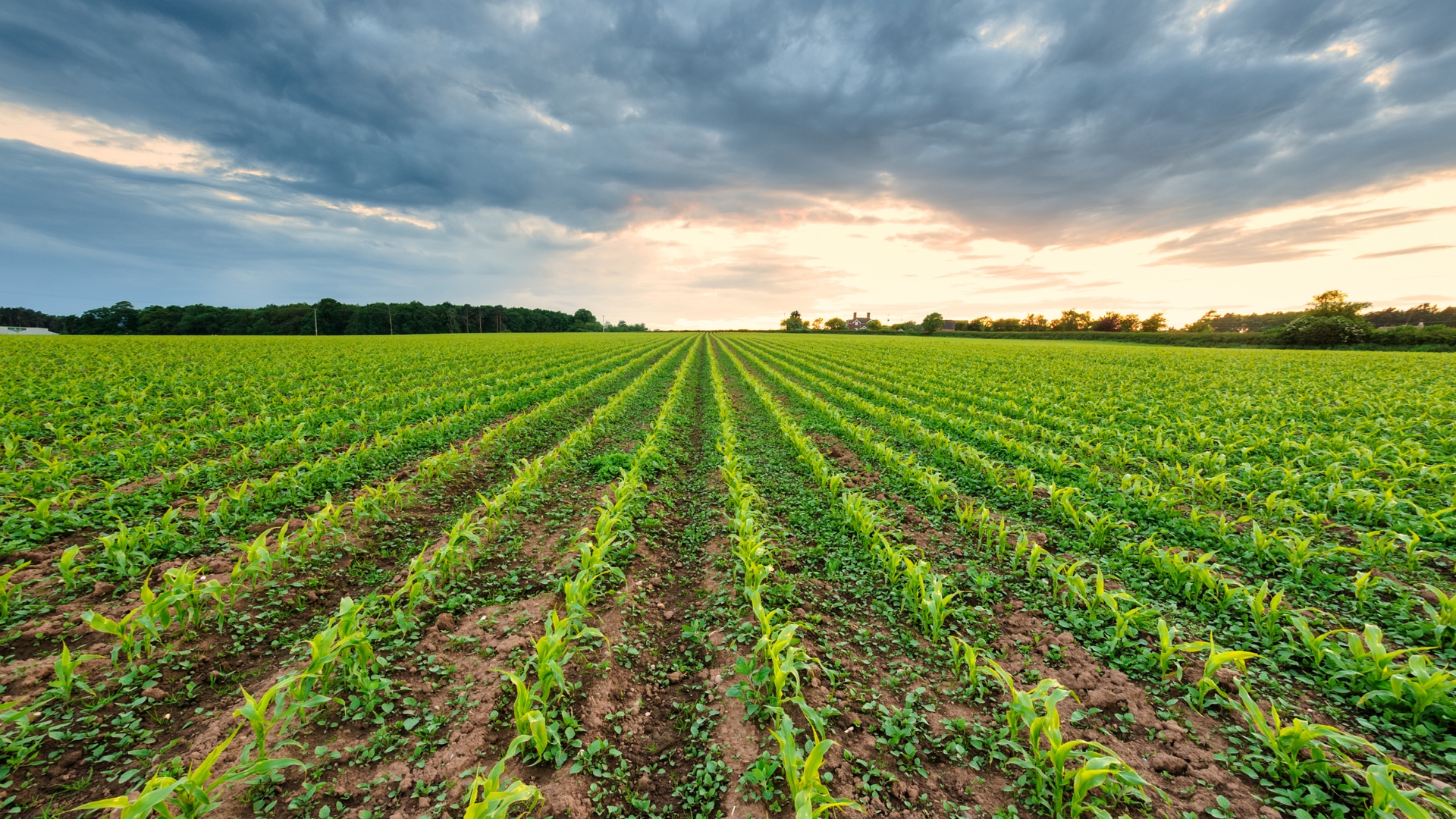 organic or regenerative farming