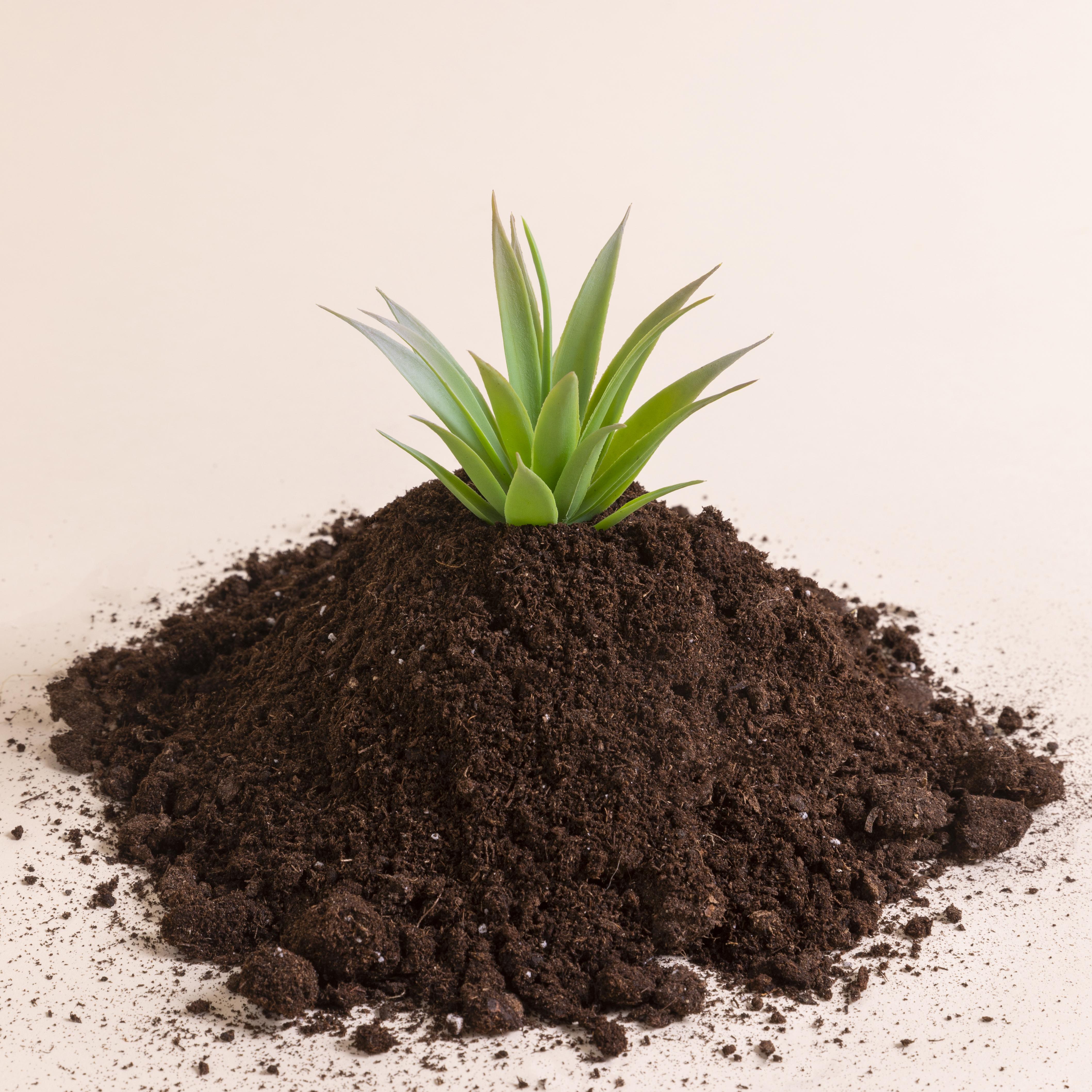 Peat Moss