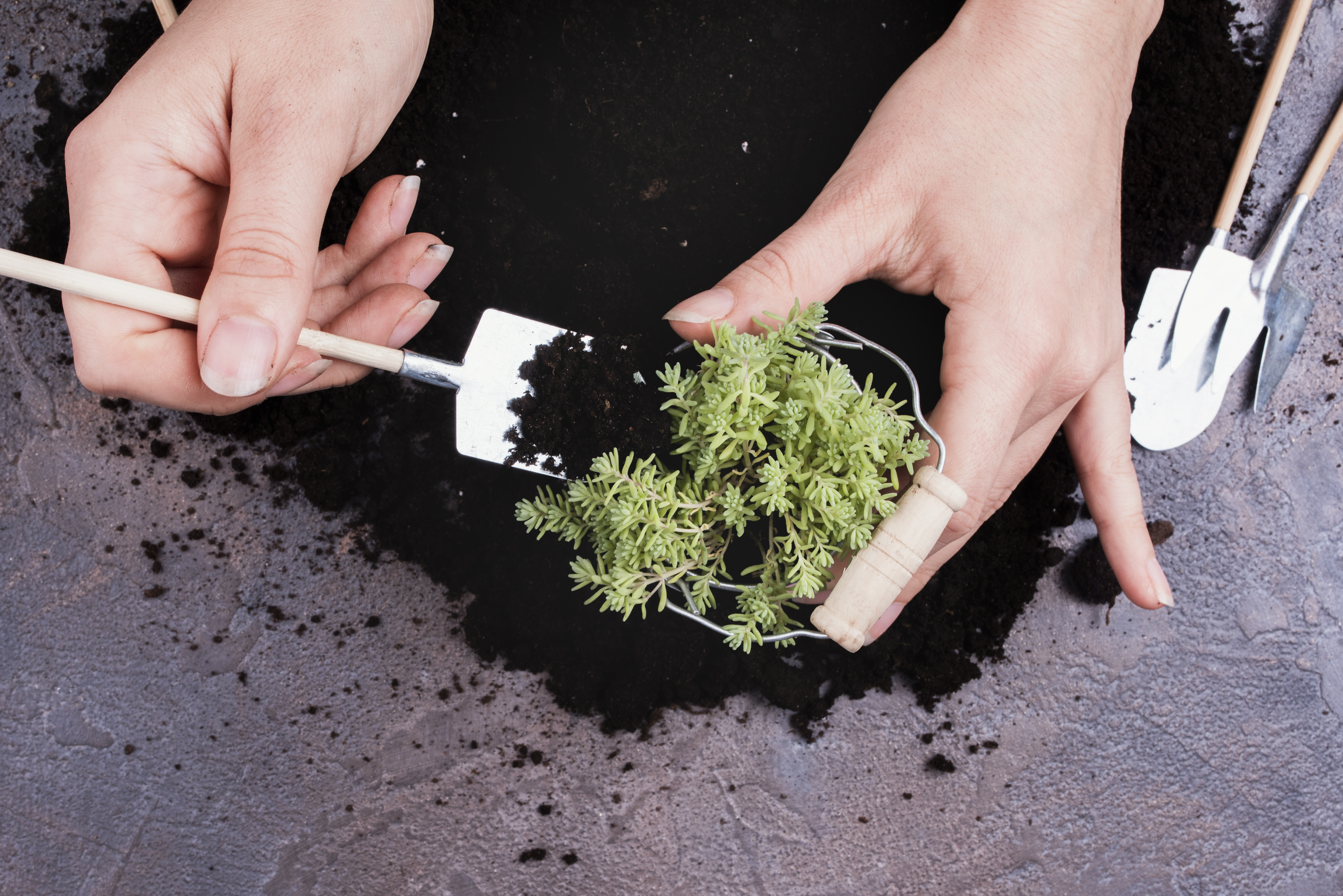 Peat Moss