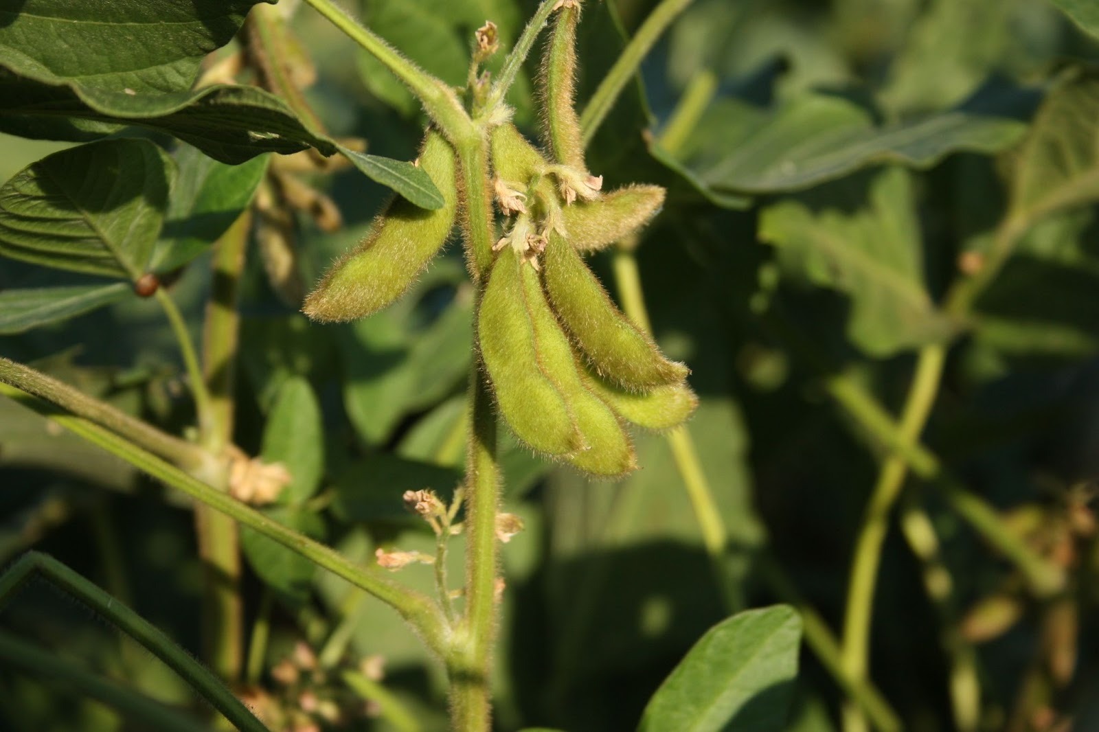 organic soybeans