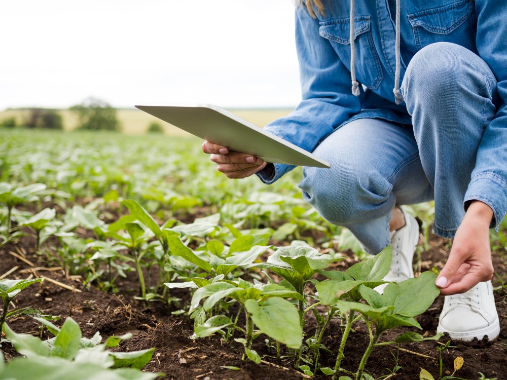 crop yield prediction