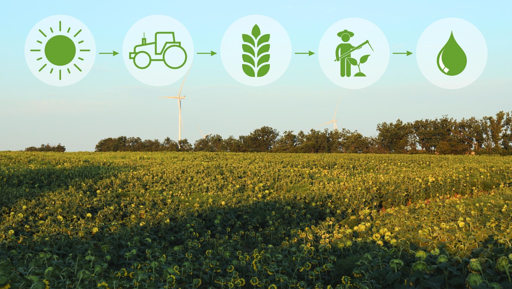 regenerative agriculture