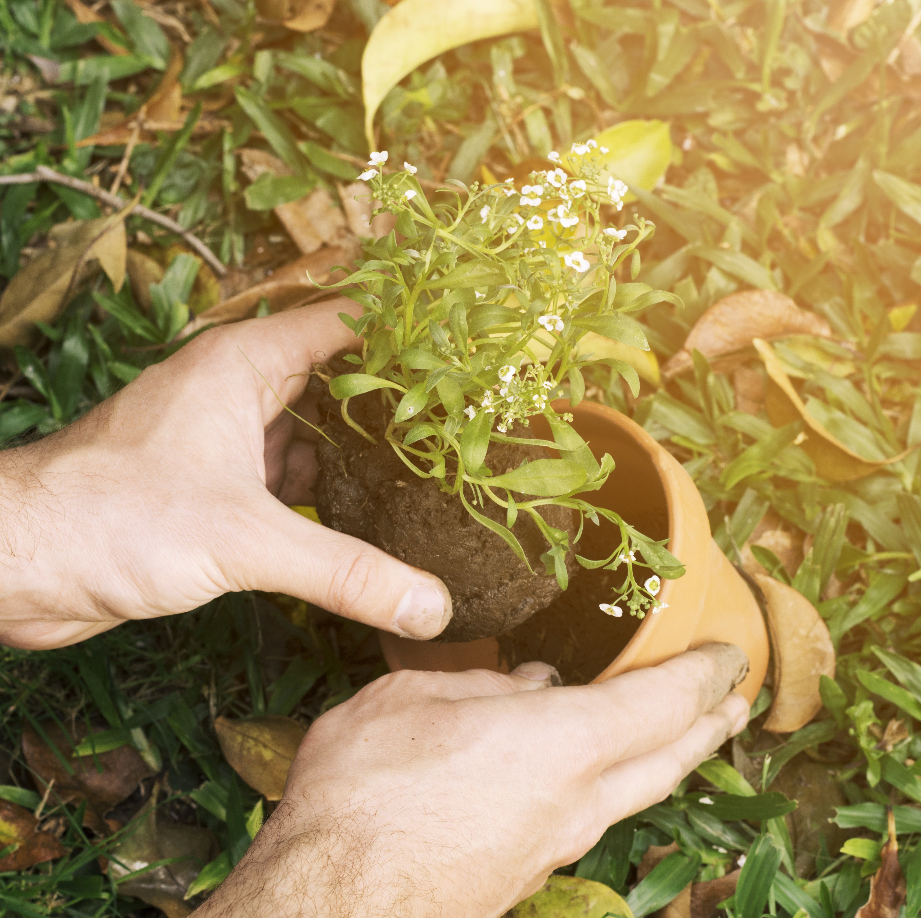 regenerative farming