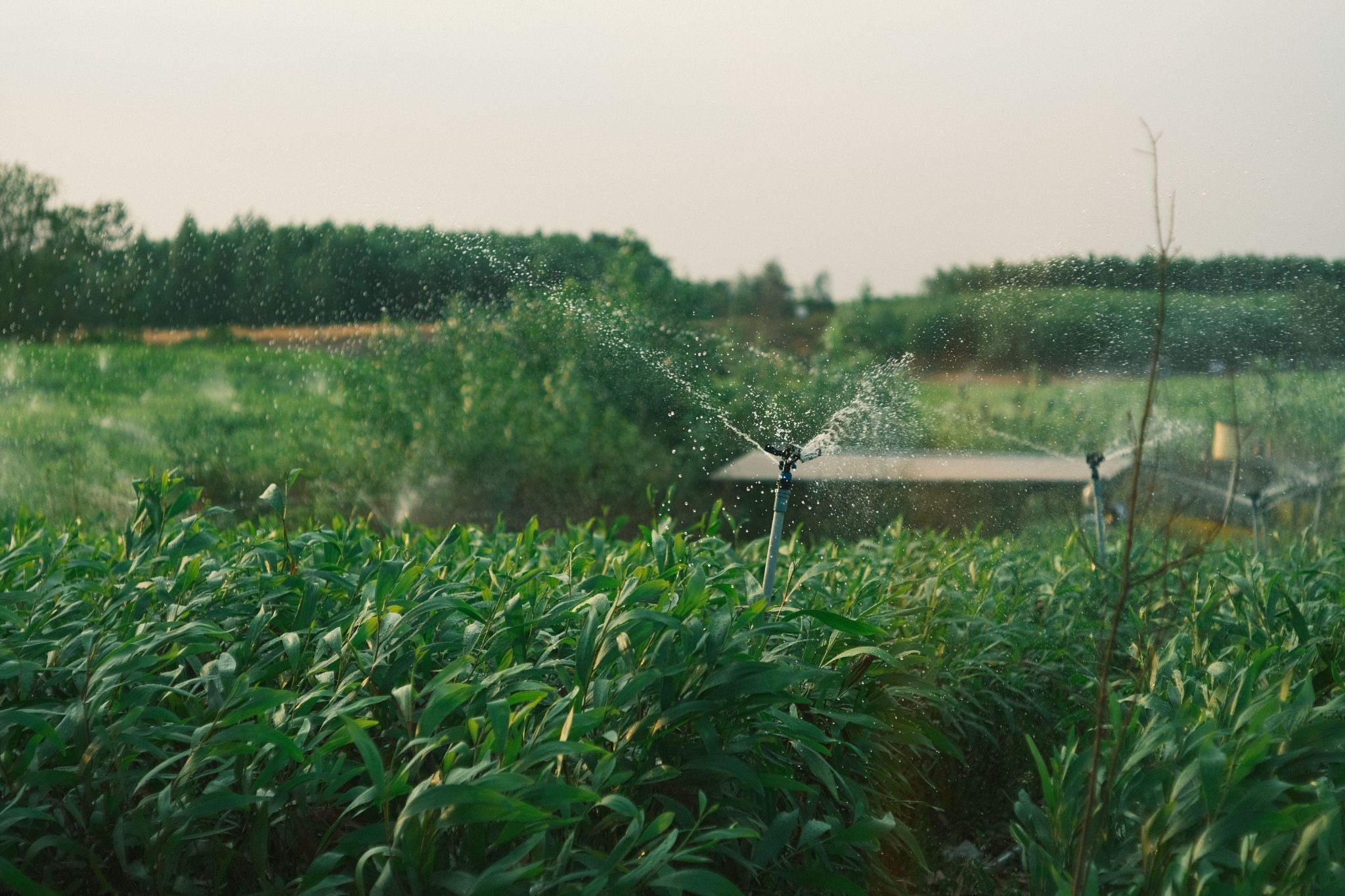 plant yield