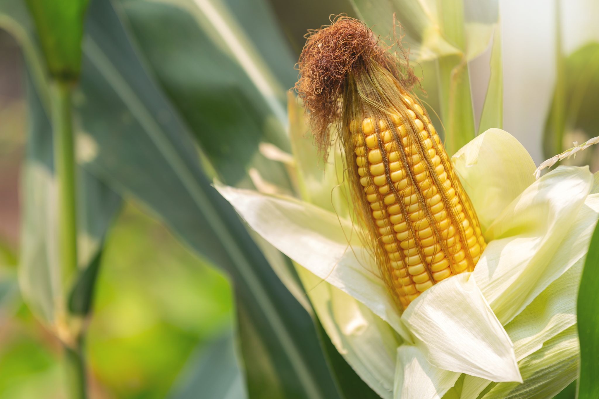 maize crop season