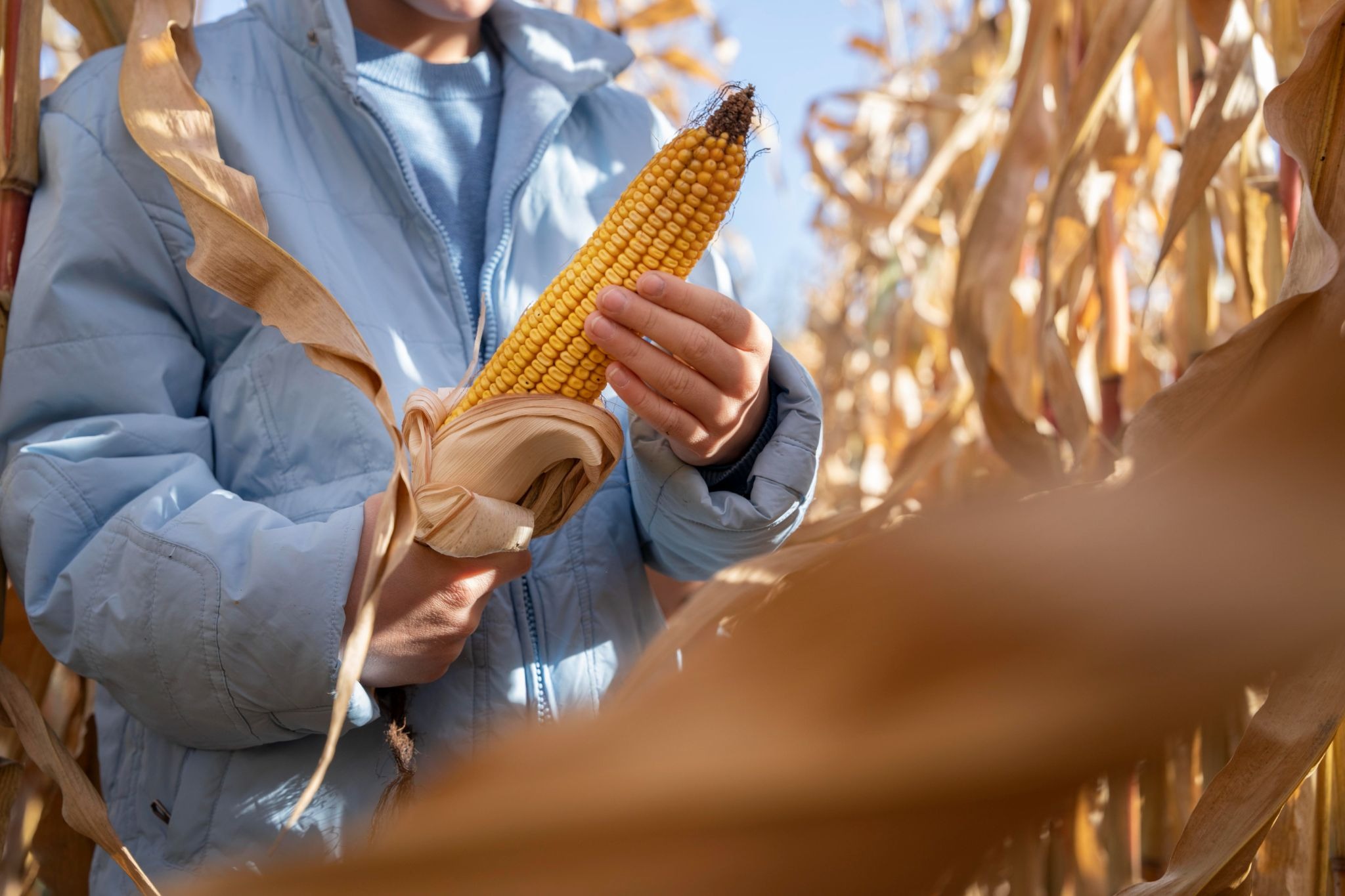 season of corn