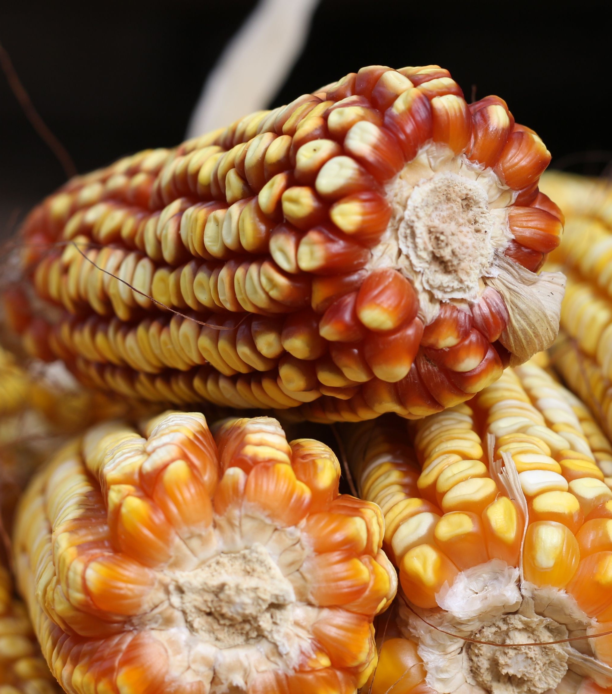 corn season
