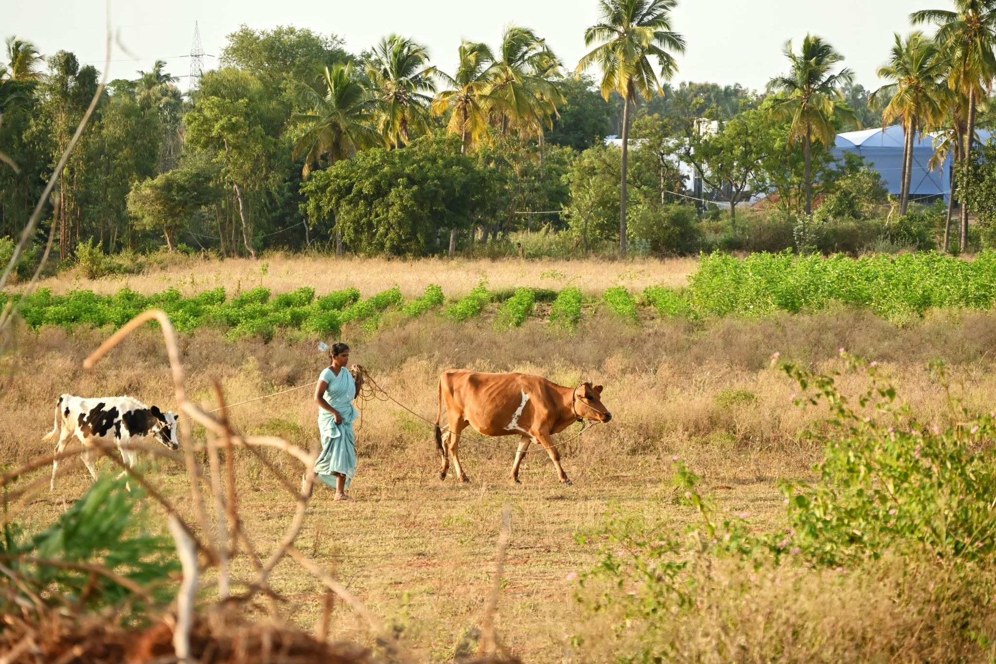 traditional agriculture