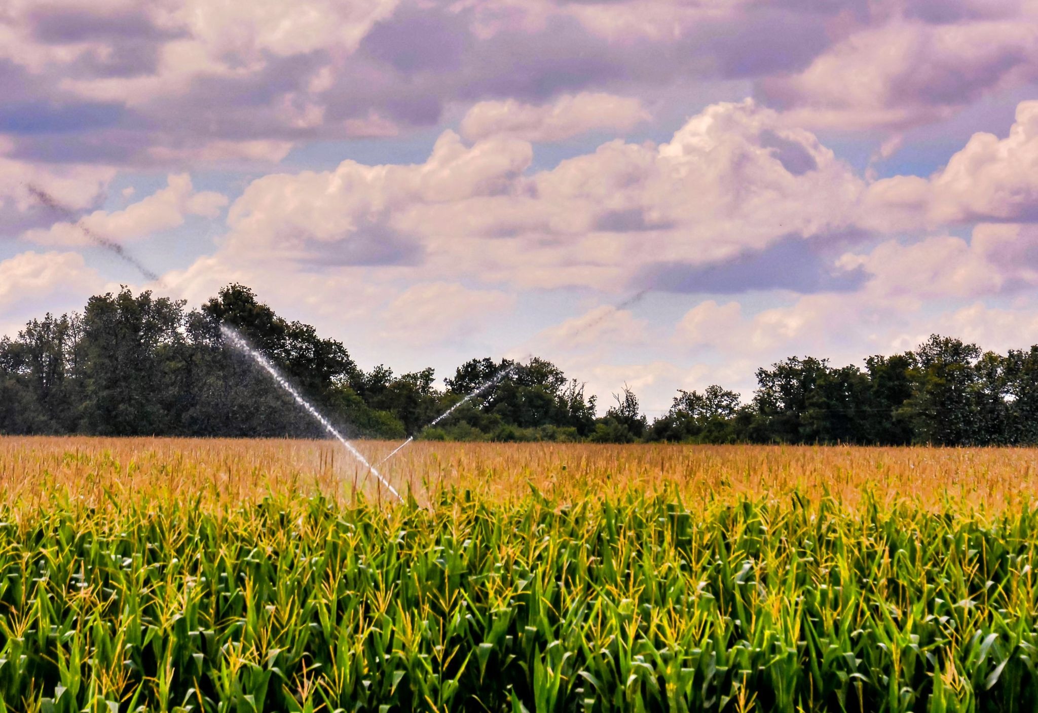 smart watering system