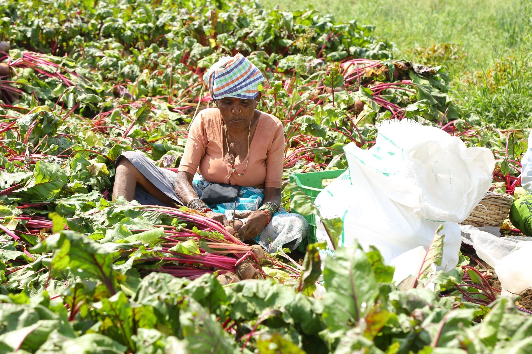 organic agriculture in india