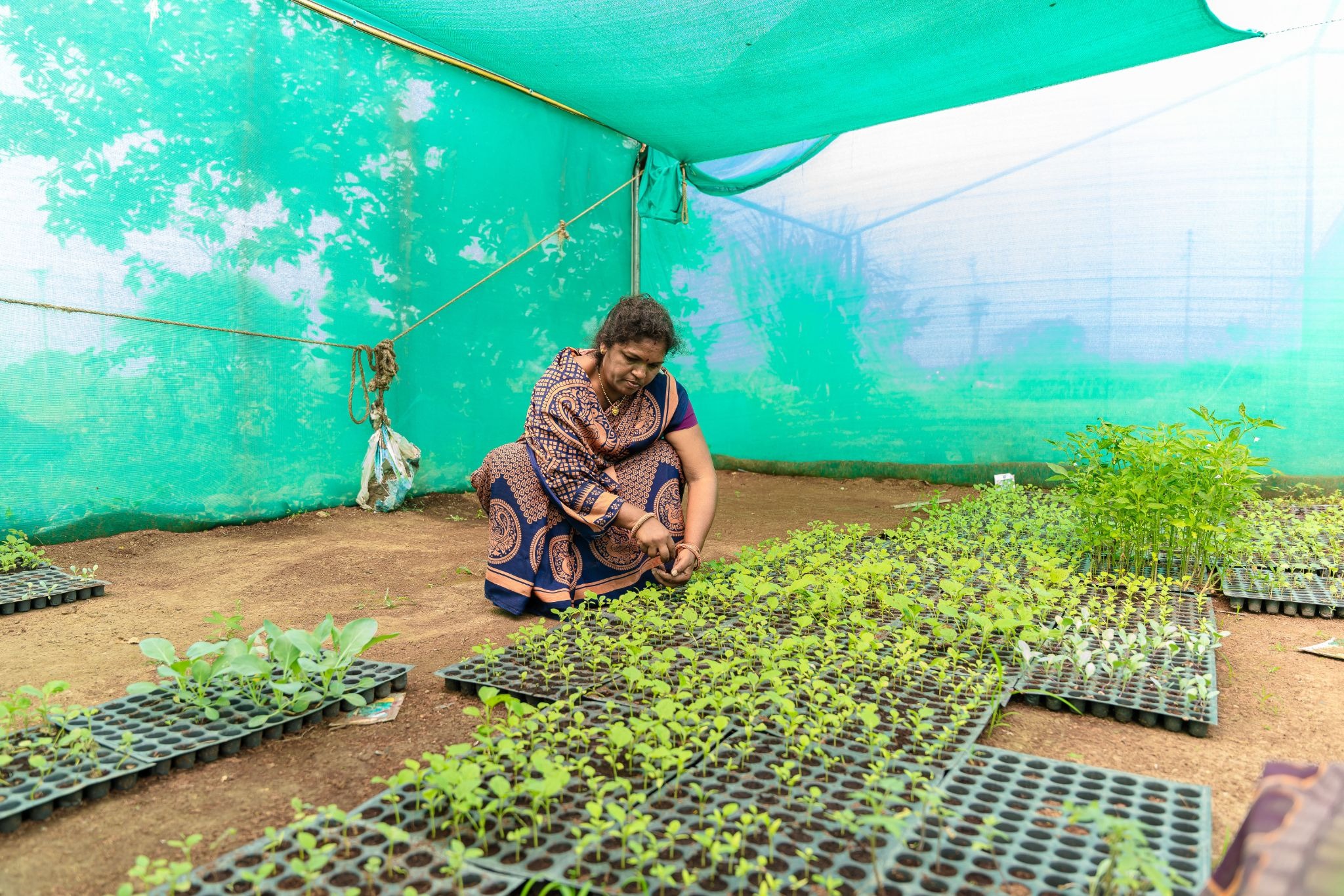 organic cultivation in india