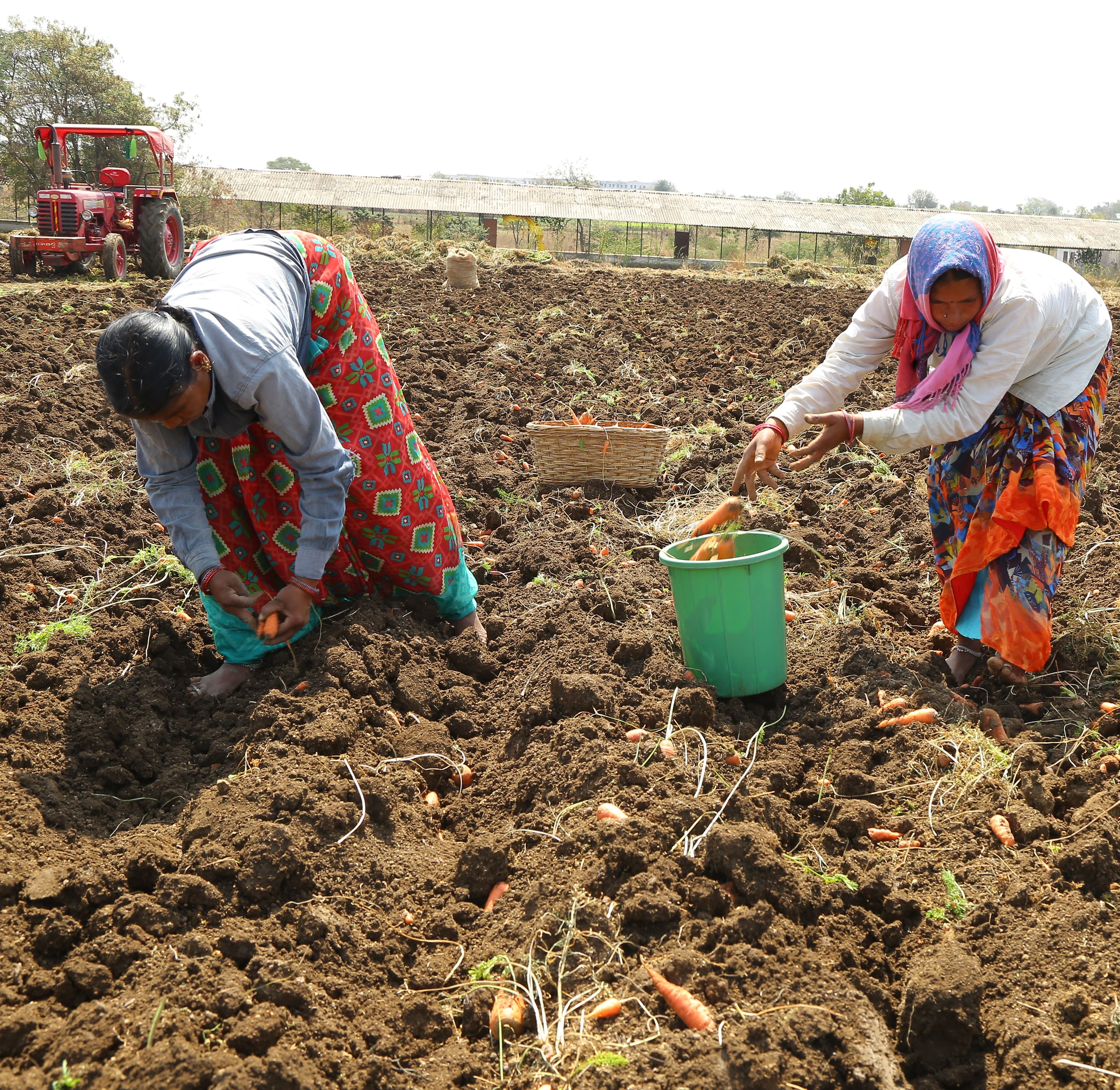 organic farming in india